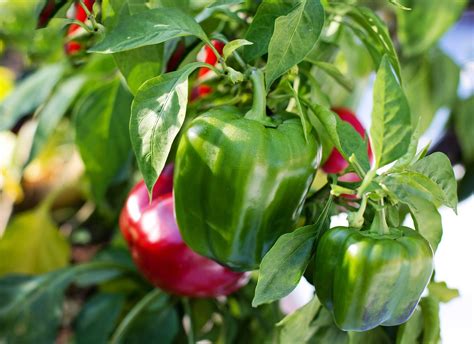 Te decimos cómo plantar pimientos en el huerto de casa