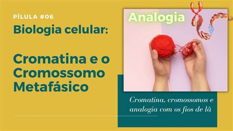 A Cromatina E O Cromossomo Metafásico Labgem