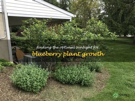 Finding The Optimal Sunlight For Blueberry Plant Growth Shuncy