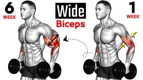 Today We Will Show Them 6 How To Get A Wide Biceps Muscle With Several