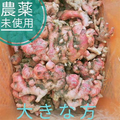 赤が素敵！ 農薬未使用金時ひね生姜4kg 種用としても！ メルカリ