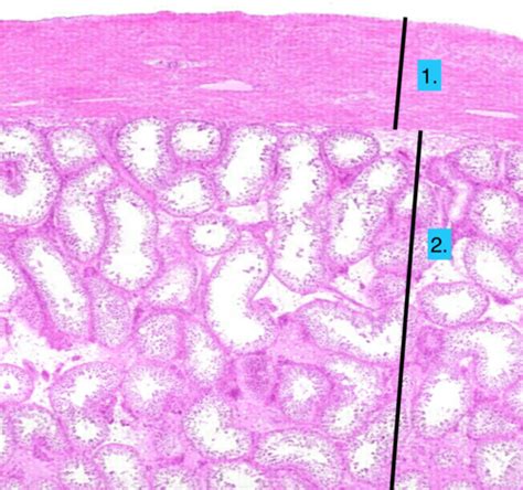 Histology Male Reproductive System Flashcards Quizlet