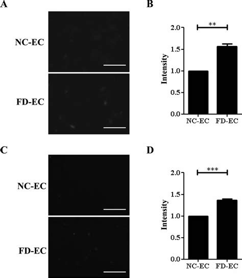 Accumulation Of Endogenous And Mitochondrial Ros In Fd Ecs A