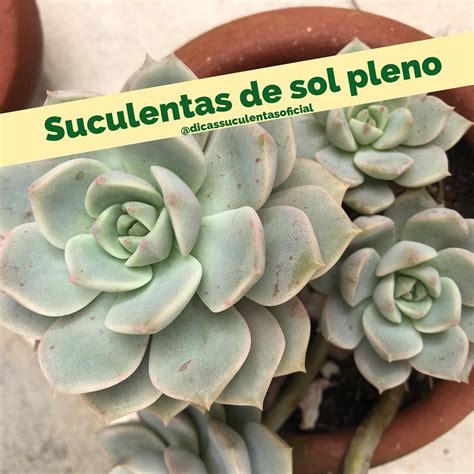 Dicas Suculentas Oficial On Instagram 10 Suculentas De Sol Pleno