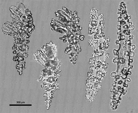 Sclerites [image] Eurekalert Science News Releases