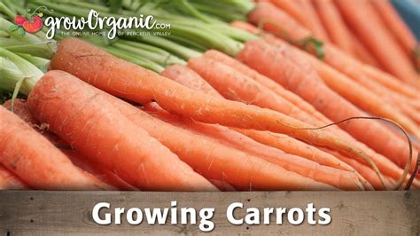 Growing Organic Carrots In Your Garden Youtube