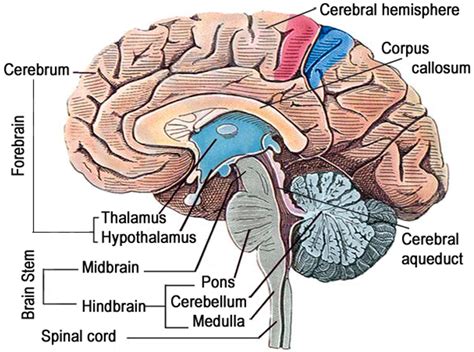 Neural Control And Coordination Notes Class 11 Part 3 Human Neural System Cns