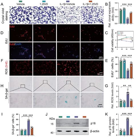 Oh D Rescues The Reduction Of Human Chondrocyte Proliferation