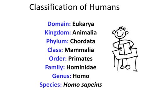 Human Classification Chart