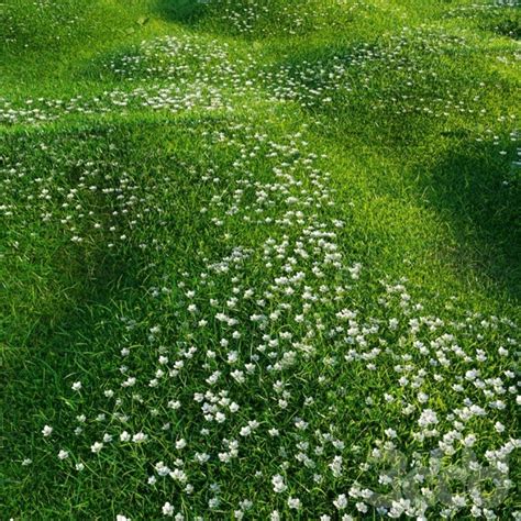 Мшанка в дизайне сада (76 фото) - фото - картинки и рисунки: скачать ...