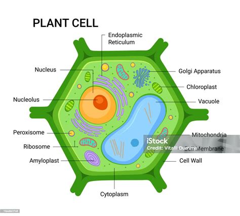 Illustration Of The Plant Cell Anatomy Structure Vector Infographic ...