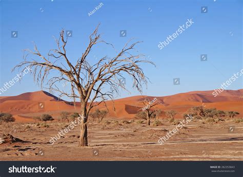 Naked Tree Seen Sossusvlei Park EarlyẢnh có sẵn282353843 Shutterstock