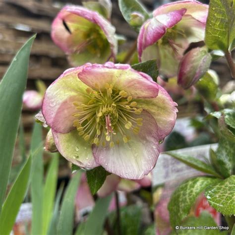 Helleborus X Hybridus Frostkiss Glendas Gloss 3l Bunkers Hill