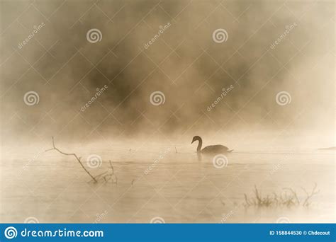 El Cisne Mudo En La Niebla En Un Lago Foto De Archivo Imagen De Agua