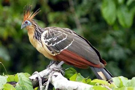 Hoatzin - Alchetron, The Free Social Encyclopedia