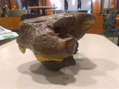 Thylacoleo partial-skull replica - Paleo Re-creations - The Fossil Forum