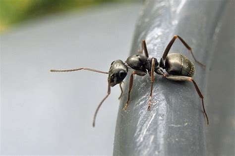 Formica Fusca Linnaeus 1758