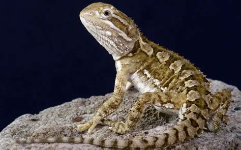 20 Types Of Bearded Dragons Species Morphs And Color List Everything