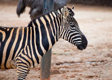 Plains Zebra - Zoo Atlanta