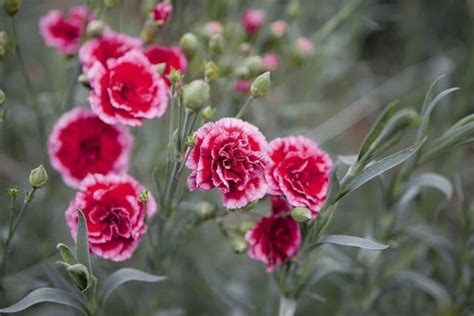 Carnation Flower Meaning Symbolism What Do Carnations Represent