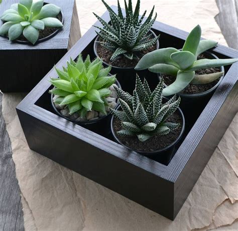 Lindas Macetas Para Tus Cactus Y Suculentas Materiales Criterios