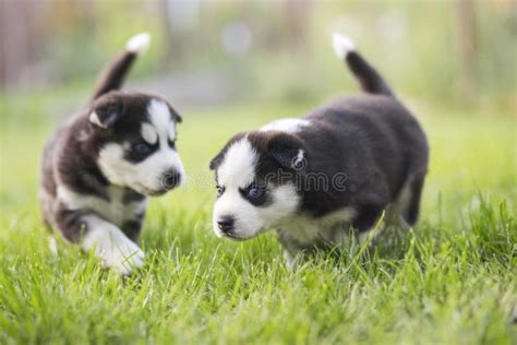 Adorable Husky Puppies Playing in the Garden. Funny Puppies Play Outdoors Stock Image - Image of ...