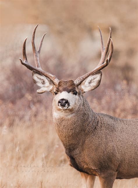 Mule Deer Buck Print Etsy