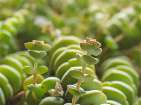 Crassula Conjuncta String Of Buttons Care Tips For Growing Jade