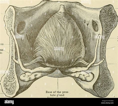 Un atlas de anatomía humana para estudiantes y médicos 1919