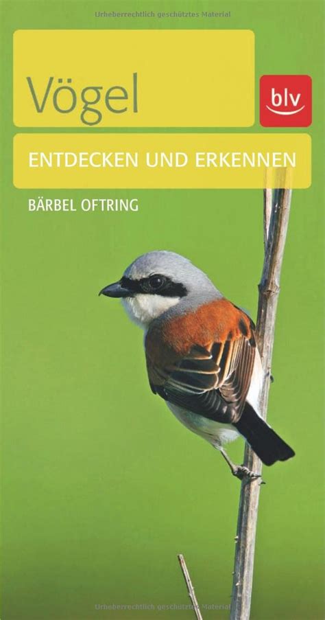 Vögel Entdecken und erkennen Oftring Bärbel Amazon de Bücher