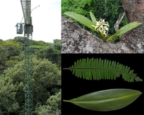 Functional Leaf Traits Of Vascular Epiphytes Vertical Trends Within The Forest Intra‐ And