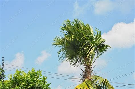 Trachycarpus Fortunei The Chinese Windmill Palm Windmill Palm Or