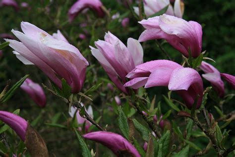 Magnolia 'Susan' – Ballyrobert Gardens