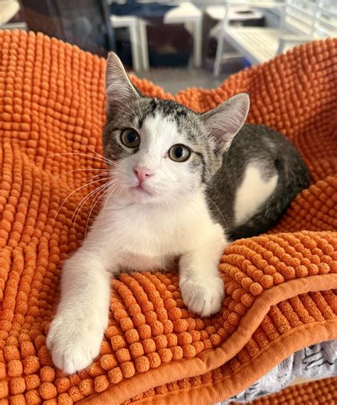 Brevard County, FL - Lost Dogs, Cats & Pets - PawBoost - UPDATE