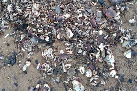 Efra Committee To Probe Ne Shellfish Deaths Fishing News