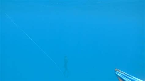 spearfishing fishing 1274317 Stock Video at Vecteezy