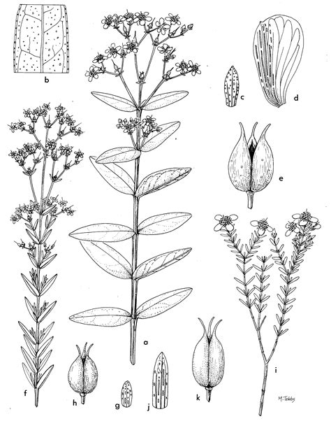 Media gallery | Hypericum online