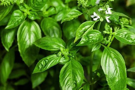 Plantas Comestíveis 7 Espécies Para Cultivar Em Casa Fatos Curiosos