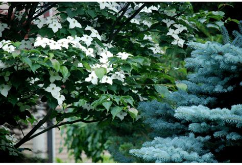 garden trees design ideas - The Earth Education Company