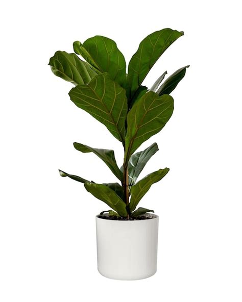 Premium Photo Ficus Lyrata Or Fiddle Leaf Fig Tree Isolated