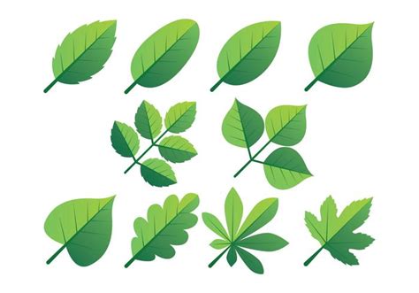 Green Leaves Clipart Set 358577 Vector Art at Vecteezy