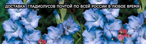 Гладиолусы почтой
