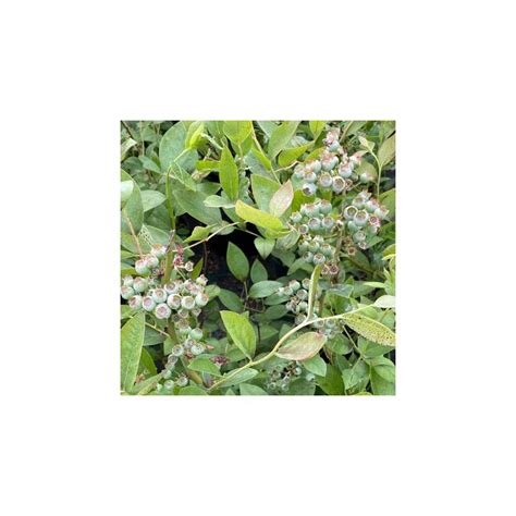 Vaccinium corymbosum 'Duke' - Kék áfonya