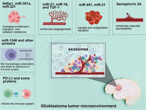 Role Of Glioblastoma Derived Extracellular Vesicles In Radiation