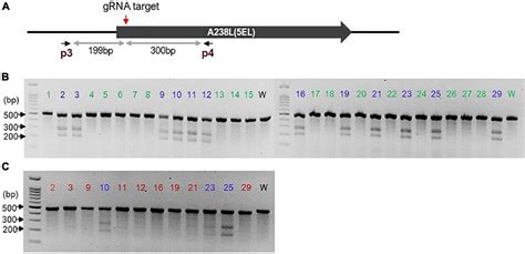 Frontiers Rapid Crisprcas9 Editing Of Genotype Ix African Swine