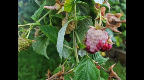 The White Spots On Your Raspberries Aren T A Disease It S Sun Scald Gardening Raspberry