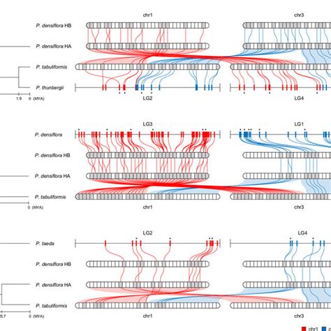 Haplotype Resolved Genome Assembly And Resequencing Analysis Provide