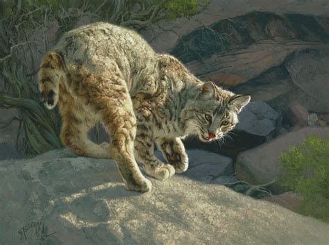 Greg Beecham Oil Young Bob Wildlife Art Wildlife Paintings Animals