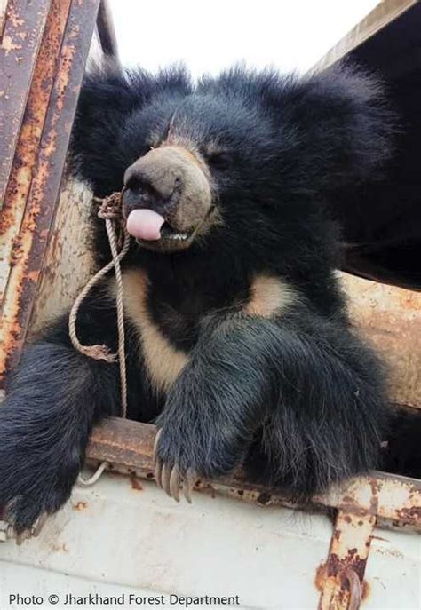 Five Sloth bears rescued in anti-poaching operation in Jharkhand! - Wildlife SOS