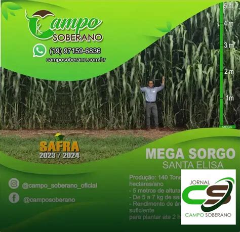 Venda De Sementes De Mega Sorgo Santa Elisa A Melhor Escolha Em Senhor